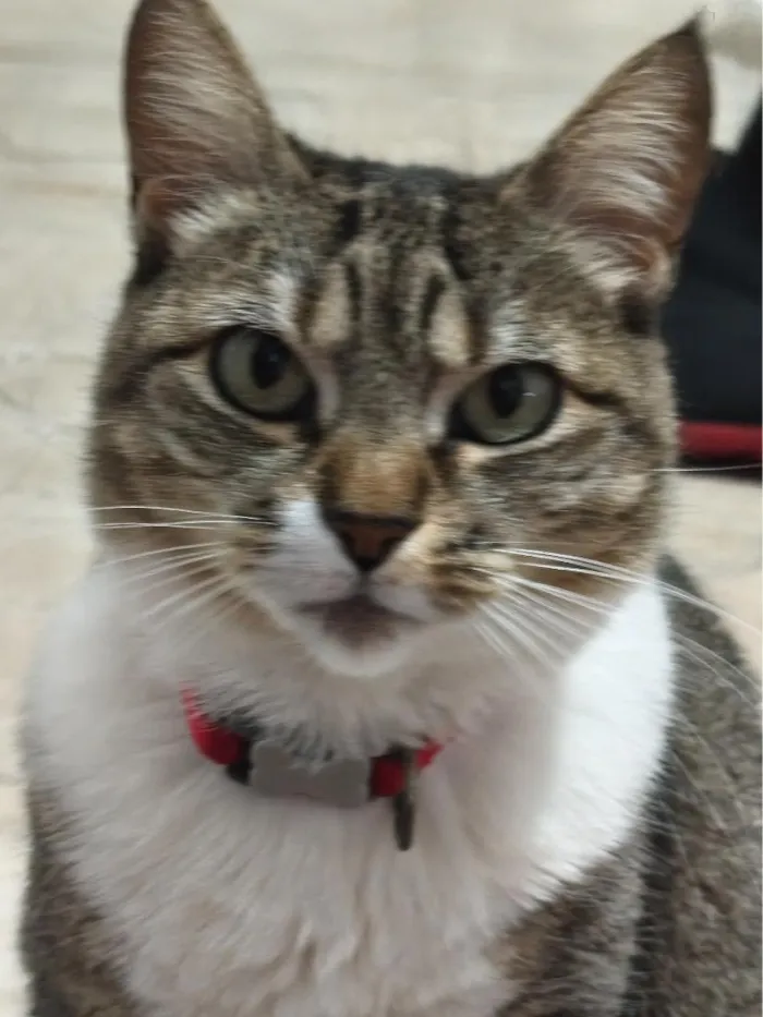 Gato raça SRD-ViraLata idade 6 ou mais anos nome Emilia