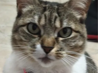 Gato raça SRD-ViraLata idade 6 ou mais anos nome Emilia