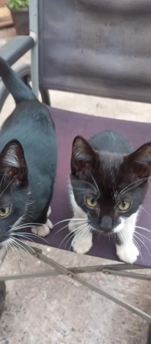 Gato raça SRD-ViraLata idade 2 a 6 meses nome filhotes