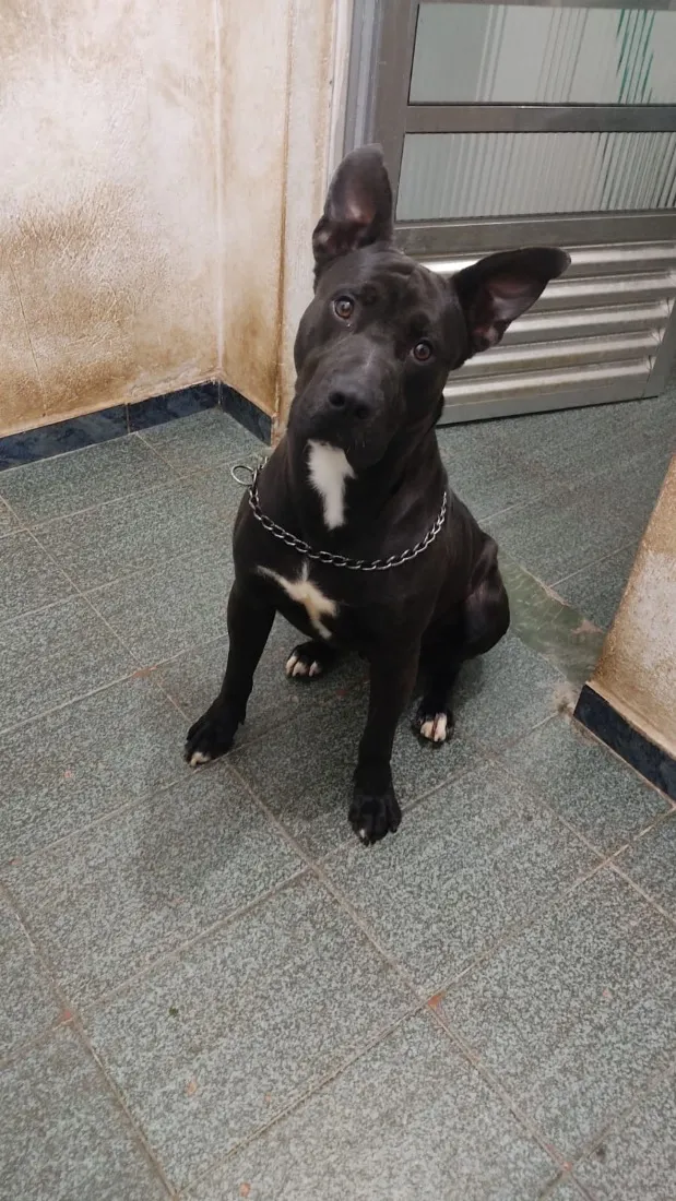 Cachorro raça SRD-ViraLata idade 1 ano nome Siriús 