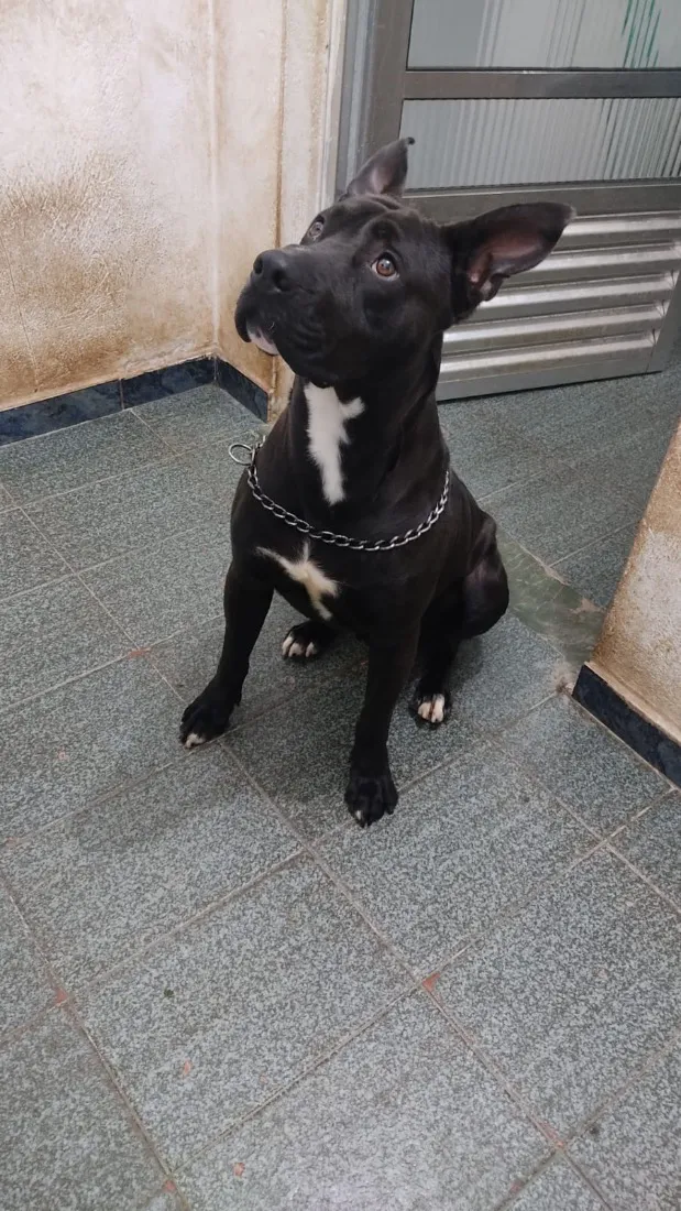 Cachorro raça SRD-ViraLata idade 1 ano nome Siriús 