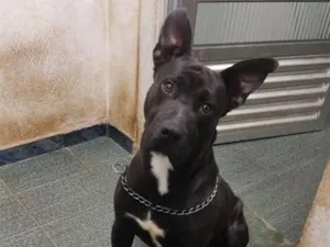 Cachorro raça SRD-ViraLata idade 1 ano nome Siriús 