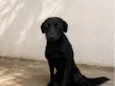 Lua