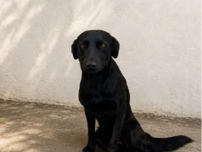 Cachorro raça SRD-ViraLata idade 2 anos nome Lua