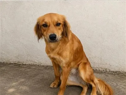 Cachorro raça SRD-ViraLata idade 2 anos nome Sol