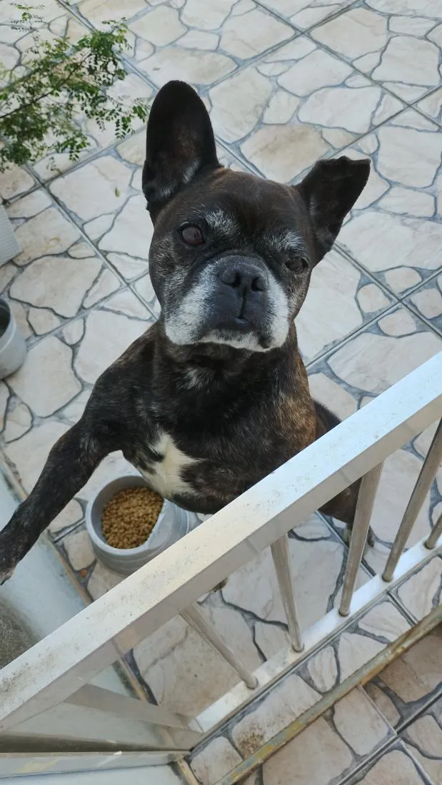Cachorro raça Bulldog idade 6 ou mais anos nome Thor