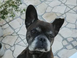 Cachorro raça Bulldog idade 6 ou mais anos nome Thor