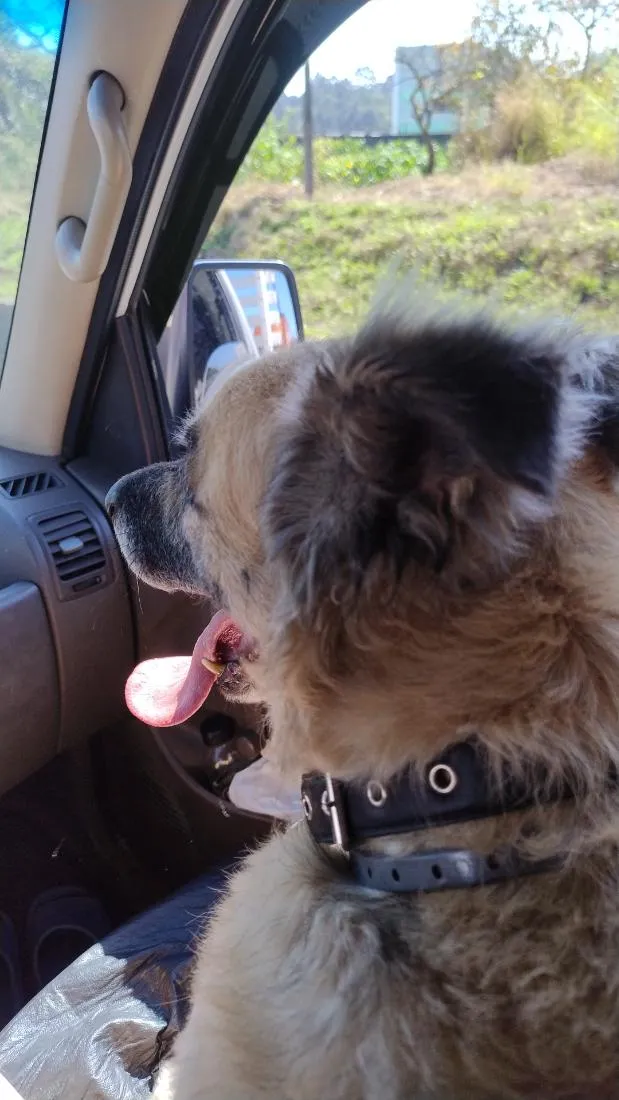Cachorro raça SRD-ViraLata idade 4 anos nome Madruga