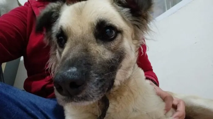 Cachorro raça SRD-ViraLata idade 4 anos nome Madruga