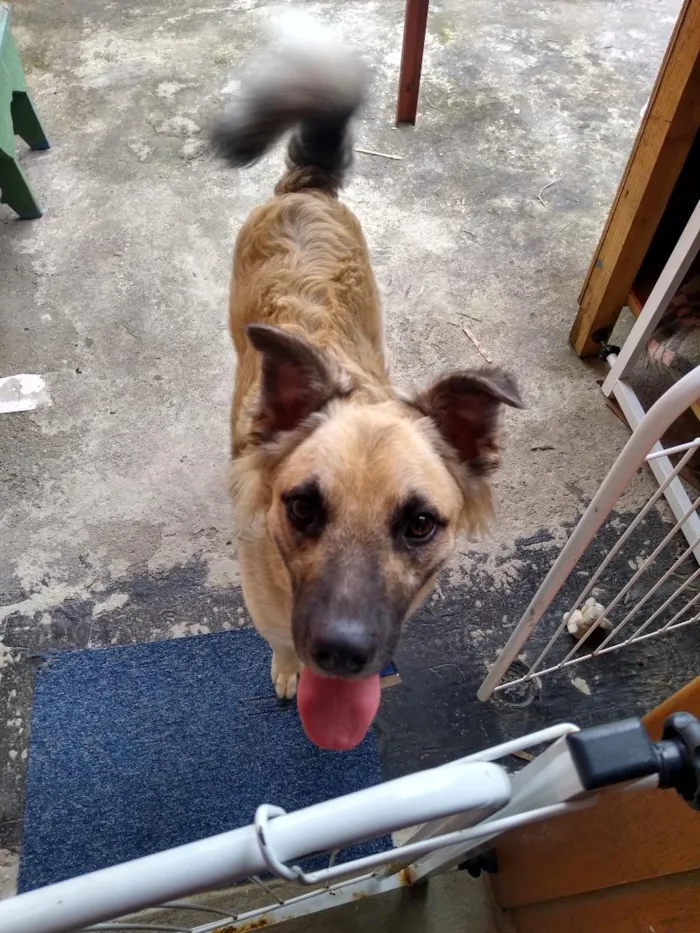 Cachorro raça SRD-ViraLata idade 4 anos nome Madruga