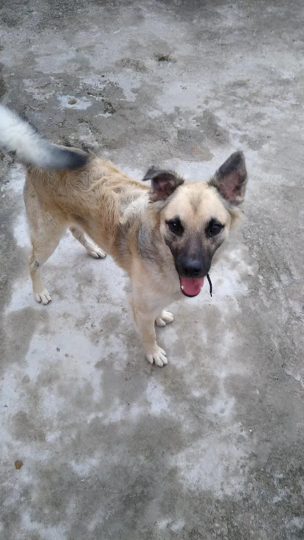 Cachorro raça SRD-ViraLata idade 4 anos nome Madruga