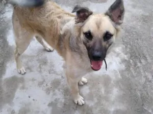 Cachorro raça SRD-ViraLata idade 4 anos nome Madruga