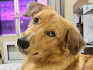 Cachorro raça SRD-ViraLata idade 7 a 11 meses nome Marley