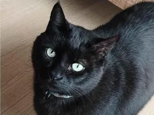 Gato raça SRD-ViraLata idade 6 ou mais anos nome Apolo