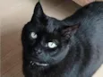 Apolo