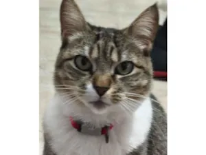 Gato raça SRD-ViraLata idade 6 ou mais anos nome Emilia