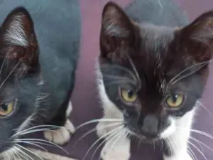 Gato raça SRD-ViraLata idade 2 a 6 meses nome filhotes