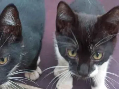 Gato raça SRD-ViraLata idade 2 a 6 meses nome filhotes