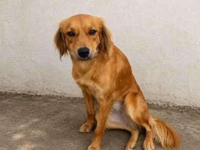 Cachorro raça SRD-ViraLata idade 2 anos nome Lua