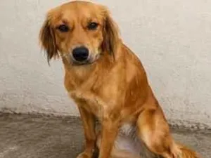 Cachorro raça SRD-ViraLata idade 2 anos nome Sol