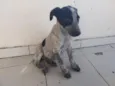 PERDIGUEIRA