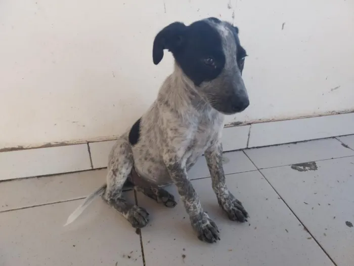Cachorro raça Perdigueiro idade 2 a 6 meses nome PERDIGUEIRA