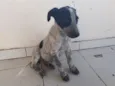 PERDIGUEIRA