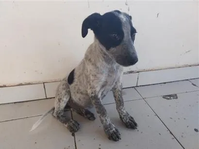Cachorro raça Perdigueiro idade 2 a 6 meses nome PERDIGUEIRA