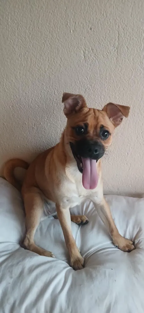 Cachorro raça SRD-ViraLata idade 2 a 6 meses nome jully 