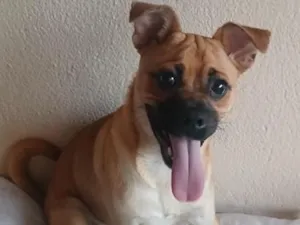 Cachorro raça SRD-ViraLata idade 2 a 6 meses nome jully 