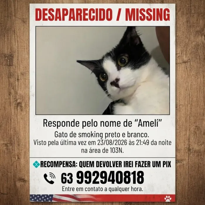 Gato raça SRD-ViraLata idade 2 anos nome Ameli