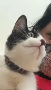 Gato raça SRD-ViraLata idade 2 anos nome Ameli