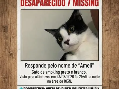 Gato raça SRD-ViraLata idade 2 anos nome Ameli
