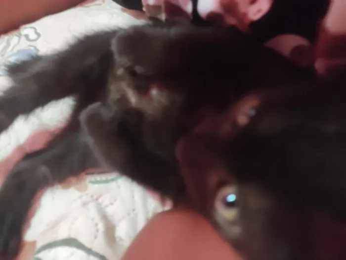 Gato raça SRD-ViraLata idade 2 a 6 meses nome Yang