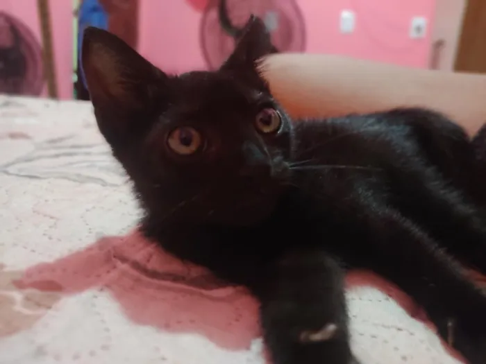Gato raça SRD-ViraLata idade 2 a 6 meses nome Yang