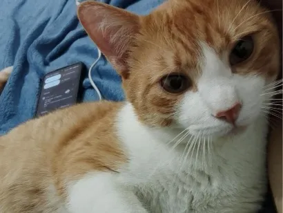 Gato raça SRD-ViraLata idade 2 anos nome Brasinha