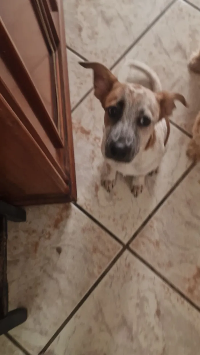 Cachorro raça SRD-ViraLata idade 2 a 6 meses nome Blaze