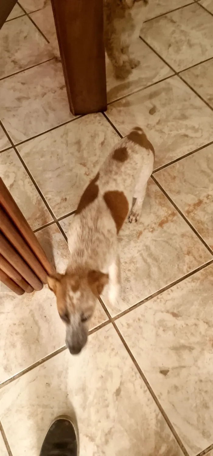 Cachorro raça SRD-ViraLata idade 2 a 6 meses nome Blaze