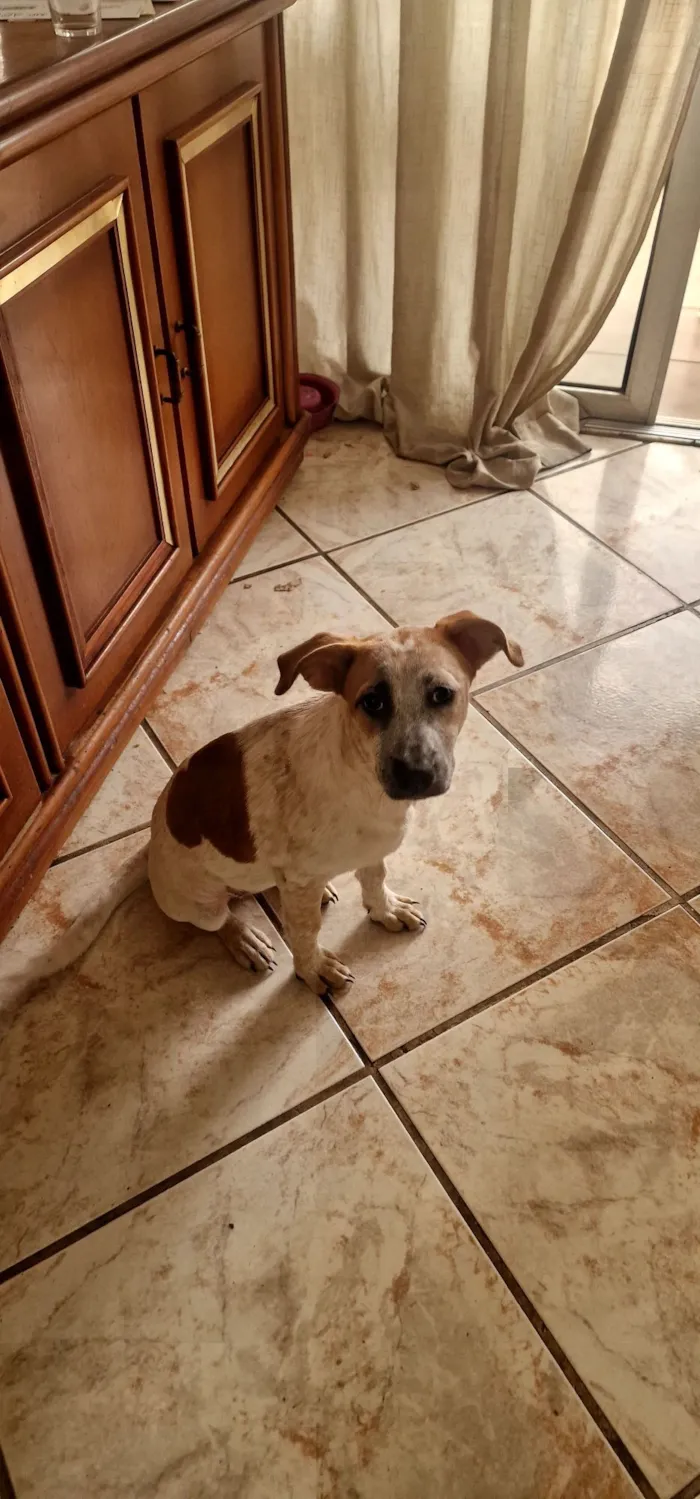 Cachorro raça SRD-ViraLata idade 2 a 6 meses nome Blaze
