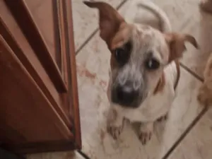 Cachorro raça SRD-ViraLata idade 2 a 6 meses nome Blaze