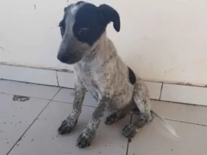 Cachorro raça Perdigueiro idade 2 a 6 meses nome PERDIGUEIRA