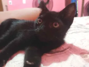 Gato raça SRD-ViraLata idade 2 a 6 meses nome Yang