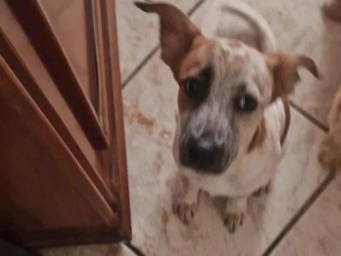 Cachorro raça SRD-ViraLata idade 2 a 6 meses nome Blaze