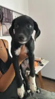 Cookie