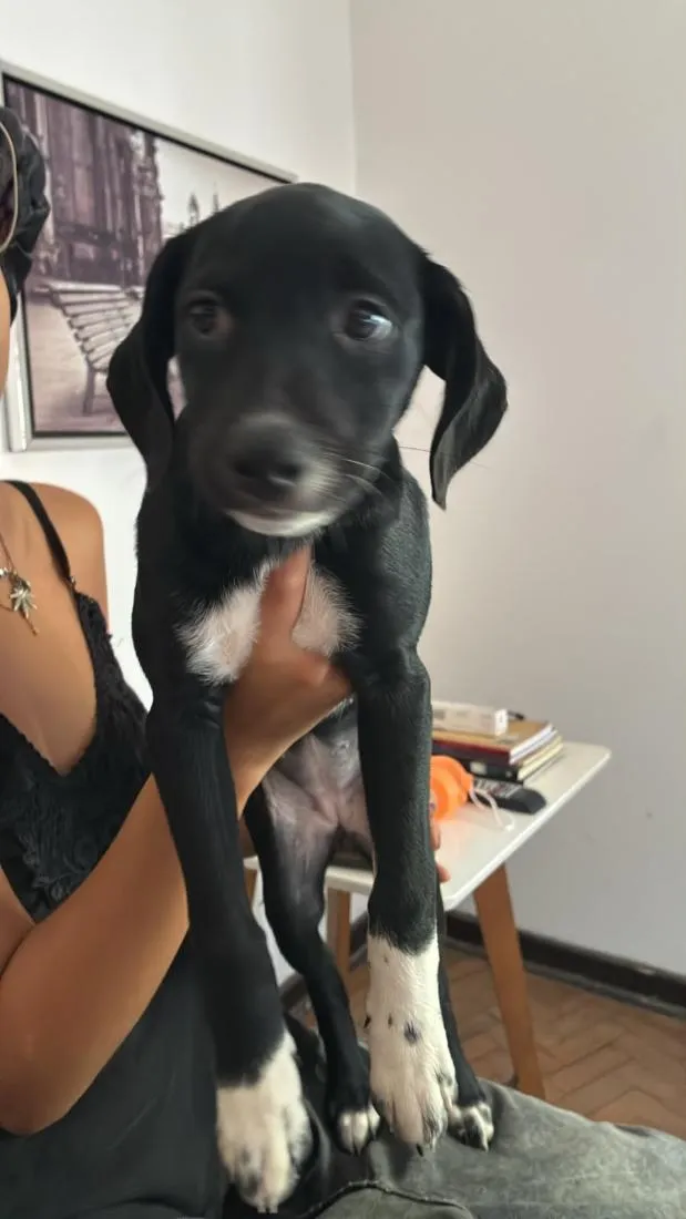 Cachorro raça SRD-ViraLata idade 2 a 6 meses nome Cookie