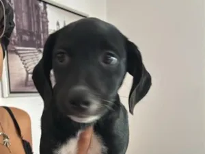 Cachorro raça SRD-ViraLata idade 2 a 6 meses nome Cookie