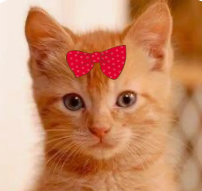Gato raça SRD-ViraLata idade 2 a 6 meses nome Nina