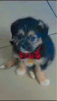 Pingo