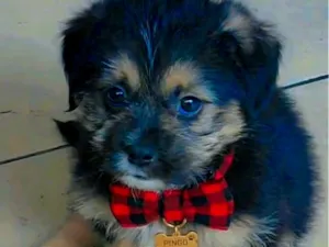 Cachorro raça Lhasa Apso idade 2 a 6 meses nome Pingo
