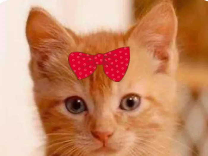 Gato raça SRD-ViraLata idade 2 a 6 meses nome Nina